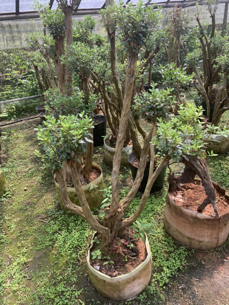 嫁接杜鹃桩，杜鹃盆景，各种造型
