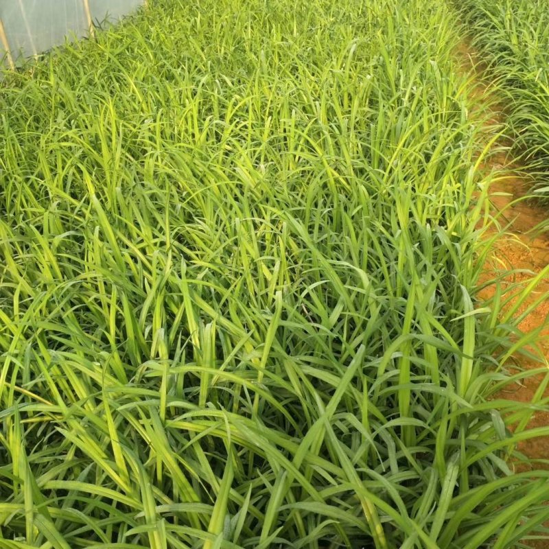 大花萱草云南大花萱草价格，大花萱草基地直销