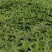 红花鼠尾草篮花鼠尾草鼠尾草价格鼠尾草批发