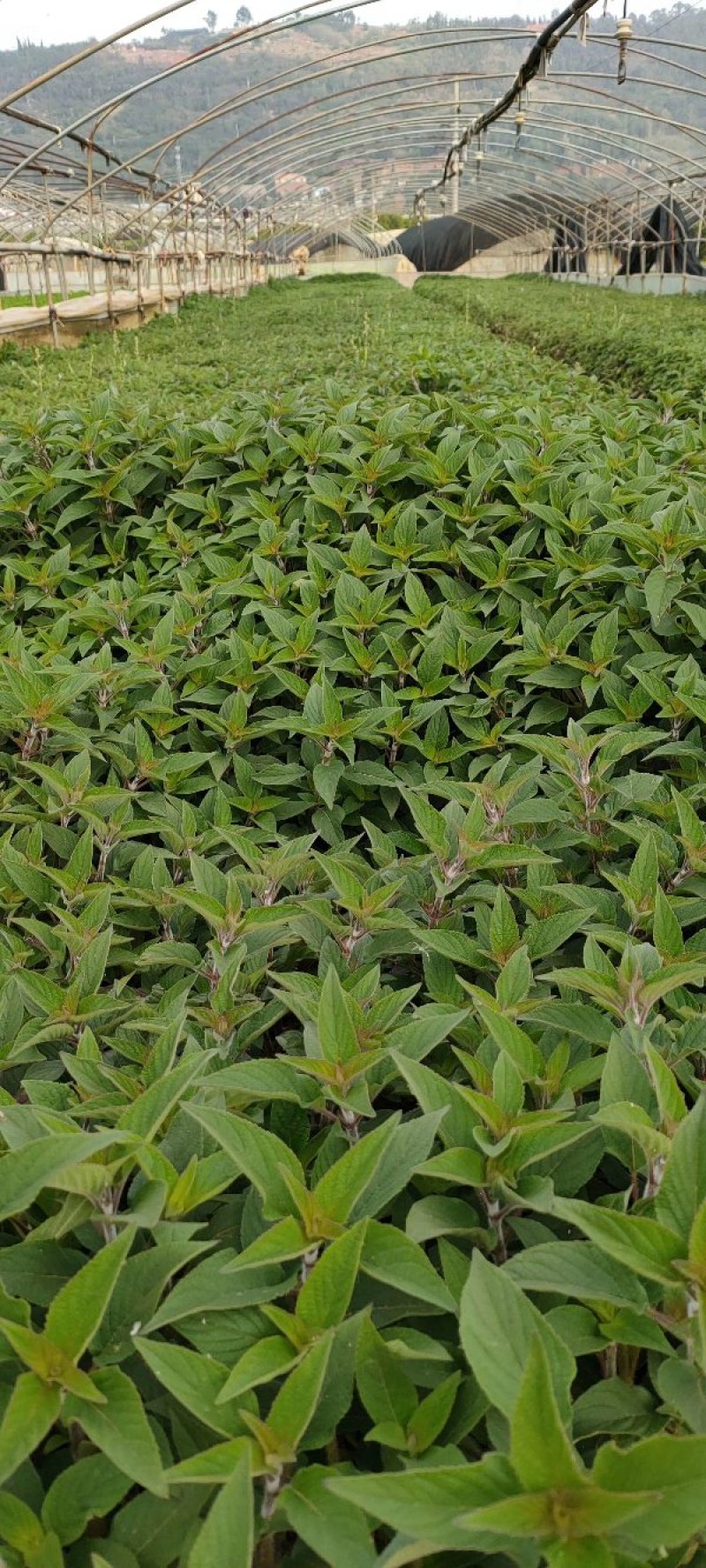 红花鼠尾草篮花鼠尾草鼠尾草价格鼠尾草批发