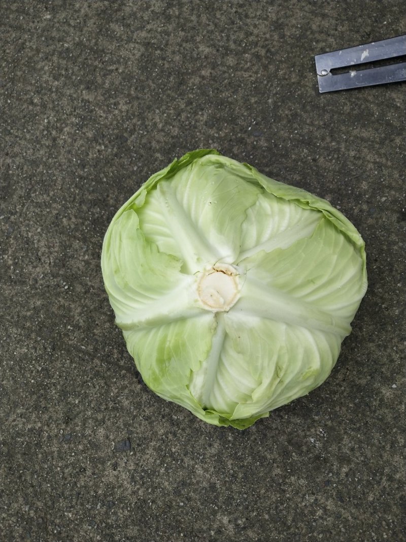 包菜
