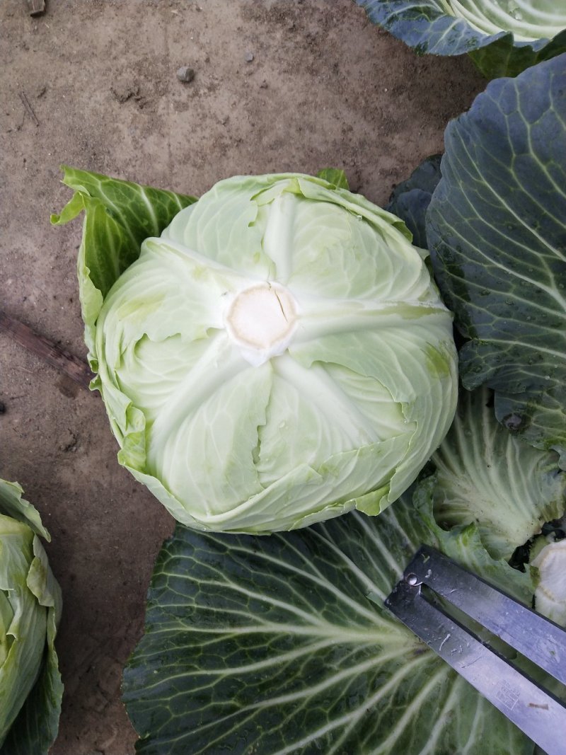 包菜