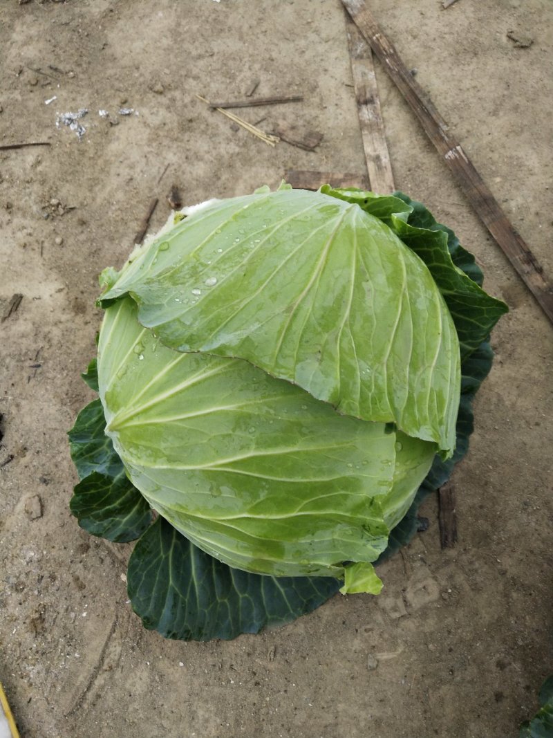 包菜