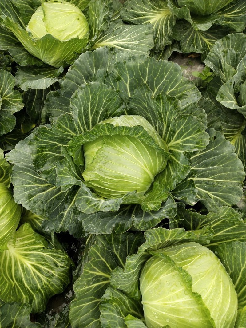 包菜