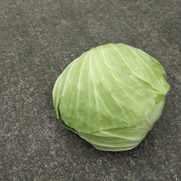 包菜