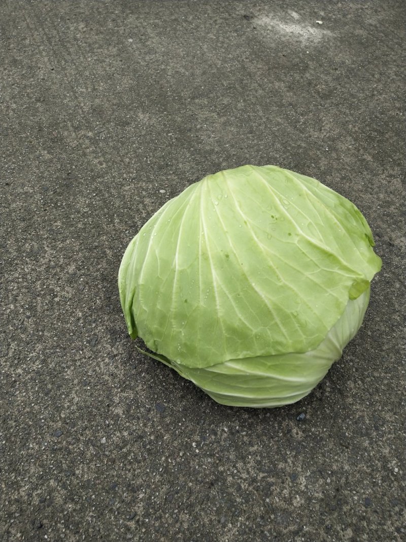 包菜