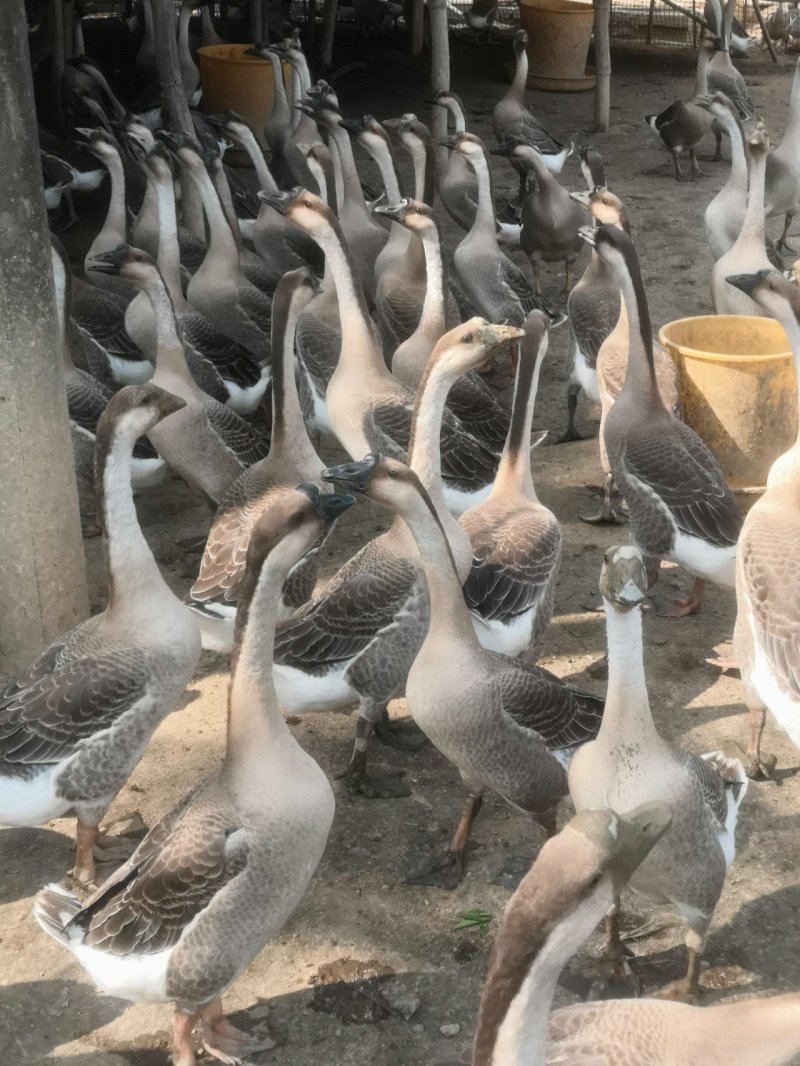 阳江鹅