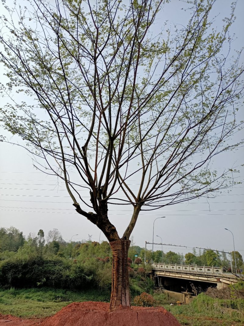 五杆丛生朴树自家苗圃，基地直销，一手货源