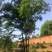 五杆丛生朴树自家苗圃，基地直销，一手货源