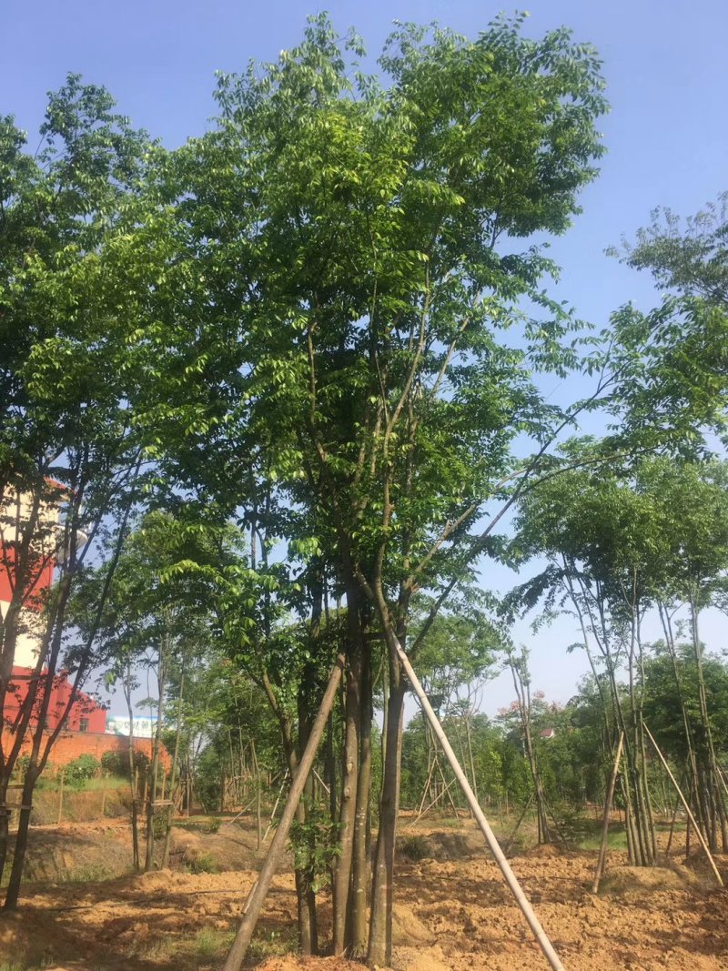 五杆丛生朴树自家苗圃，基地直销，一手货源