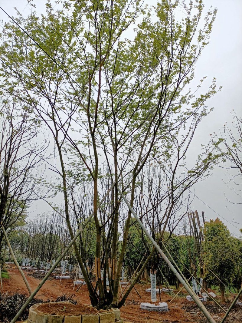 五杆丛生朴树自家苗圃，基地直销，一手货源
