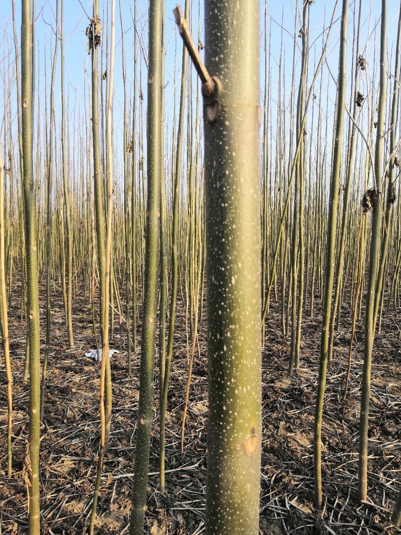河南沈丘县优质泡桐树苗