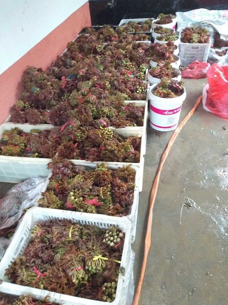 山东省新泰市马家寨子红油香椿芽批发基地欢迎您前来订购。