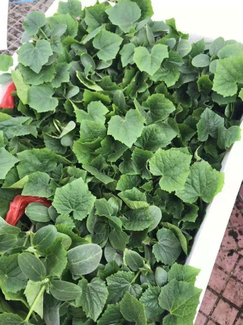 全雌无刺嫁接水果黄瓜苗青绿皮抗病强产量高
