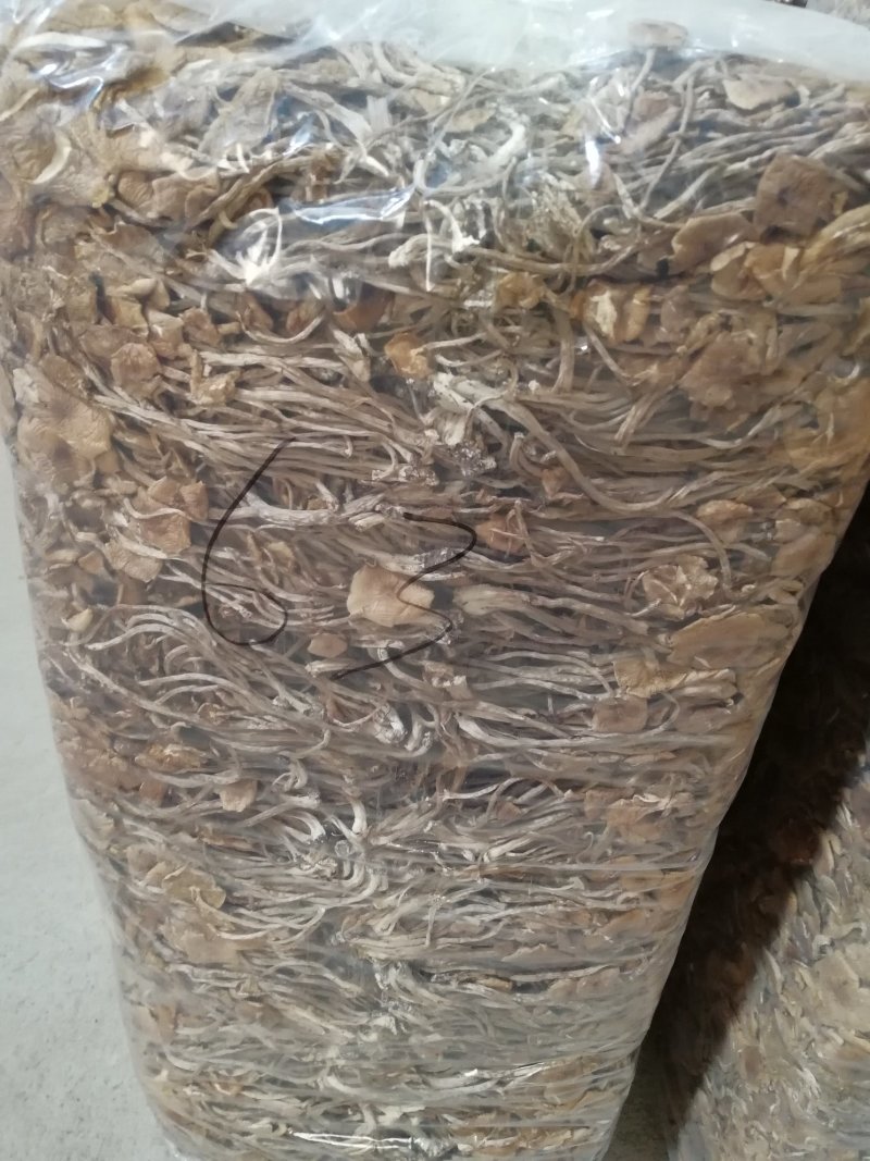 原产地厂家直销福建茶树菇干茶树菇包品质包售后