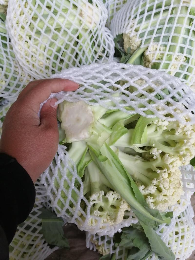 【牛商精选商家】松花菜2~3斤，量大从优，产地直发