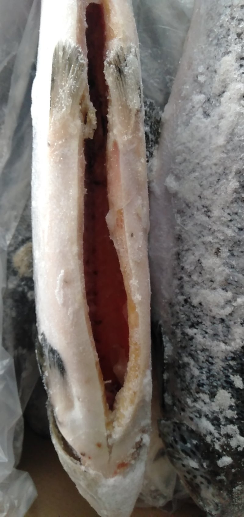 三文鱼