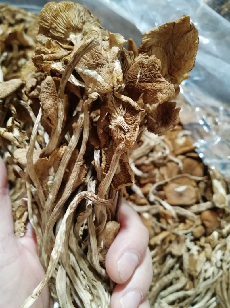 原产地厂家直销福建茶树菇干茶树菇包品质包售后