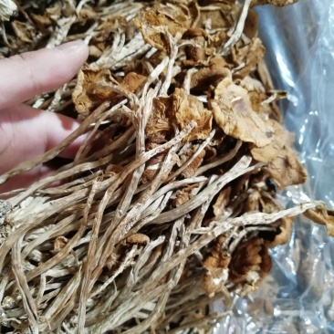 原产地厂家直销福建茶树菇干茶树菇包品质包售后