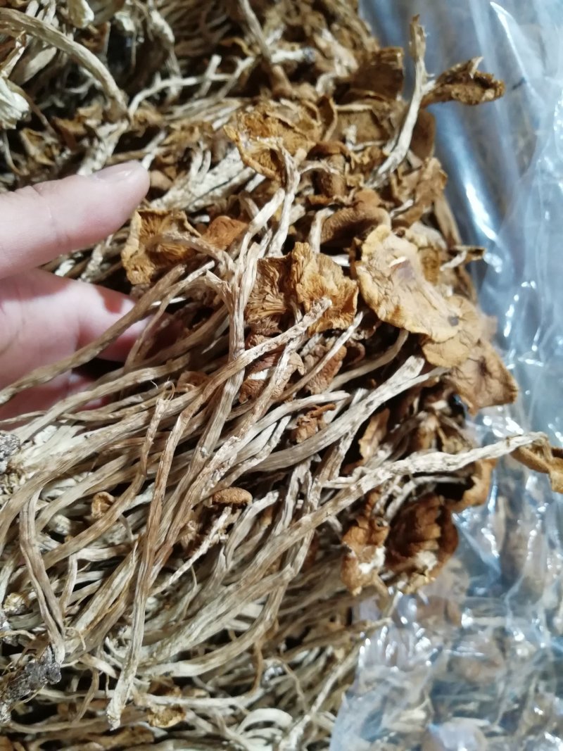 原产地厂家直销福建茶树菇干茶树菇包品质包售后