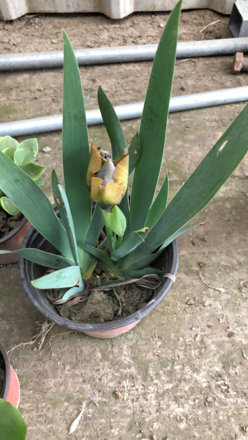 德国鸢尾