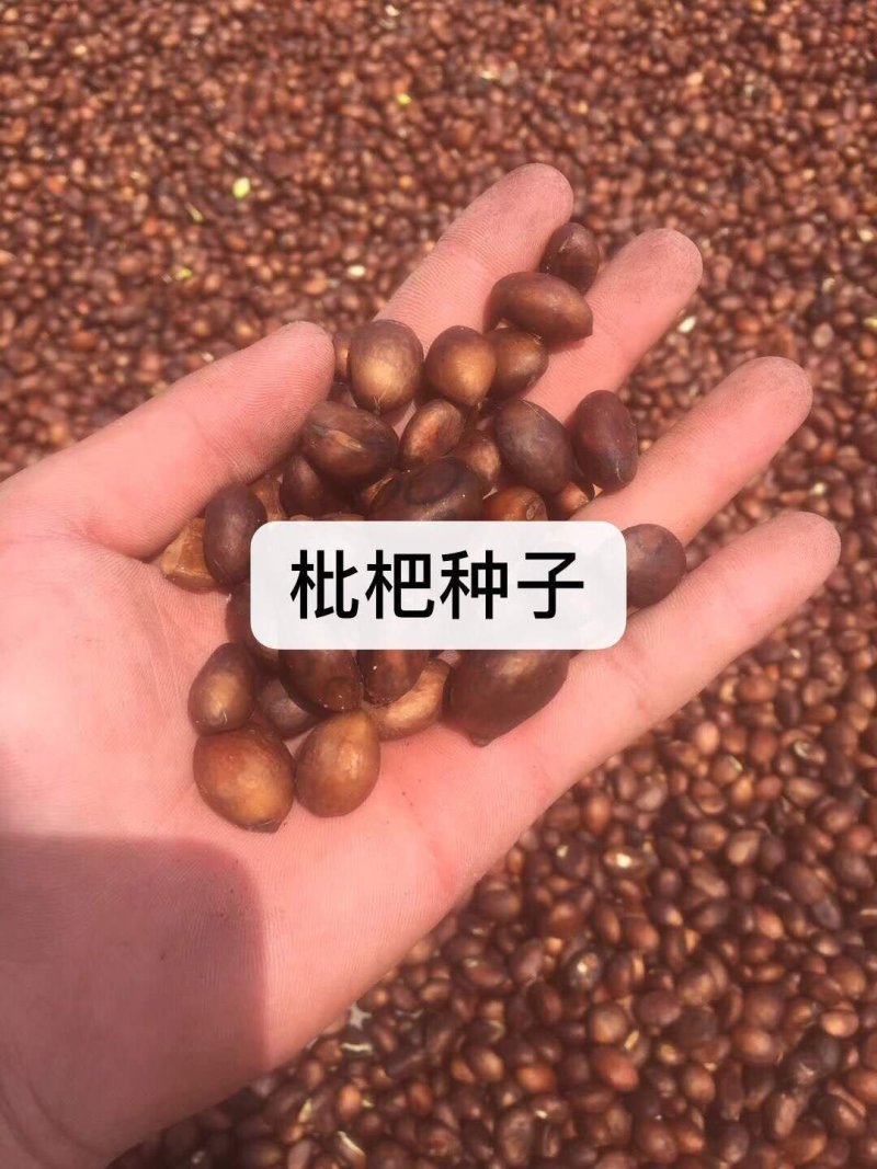 枇杷种子全国发货不比价格比质量河北亿利种业