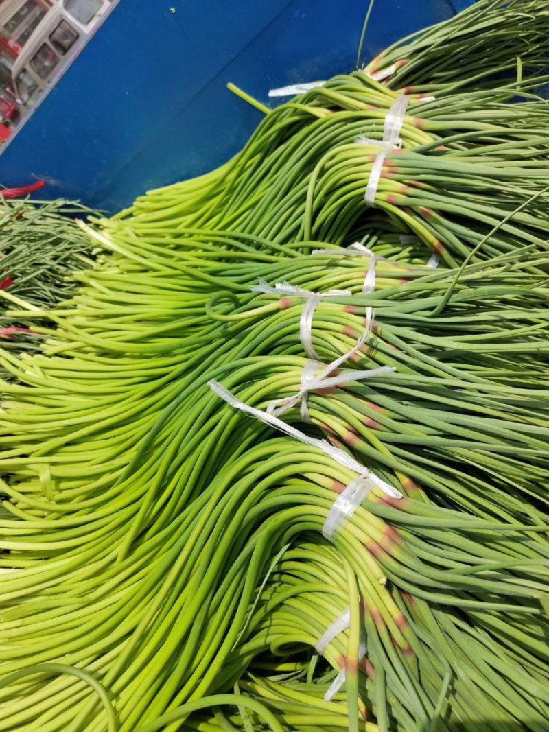 红帽白帽蒜苔！济宁鱼台县，蒜苔大量上市中，苔条鲜绿，