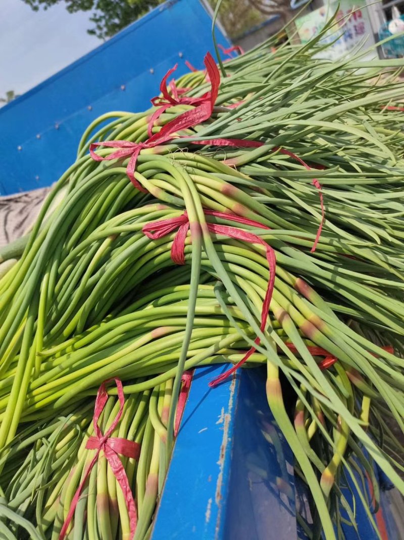 红帽白帽蒜苔！济宁鱼台县，蒜苔大量上市中，苔条鲜绿，