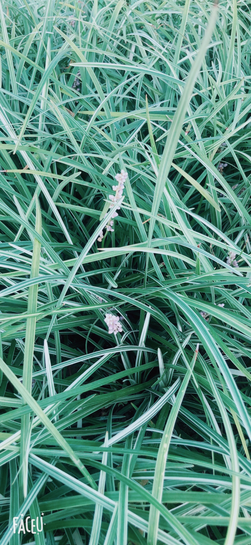 银纹沿阶草