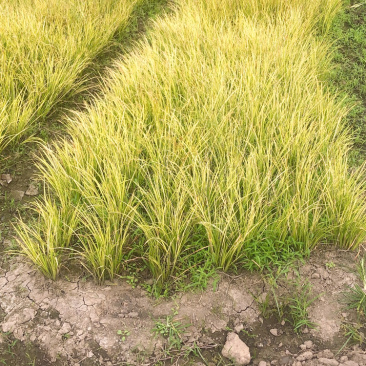 金叶石菖蒲