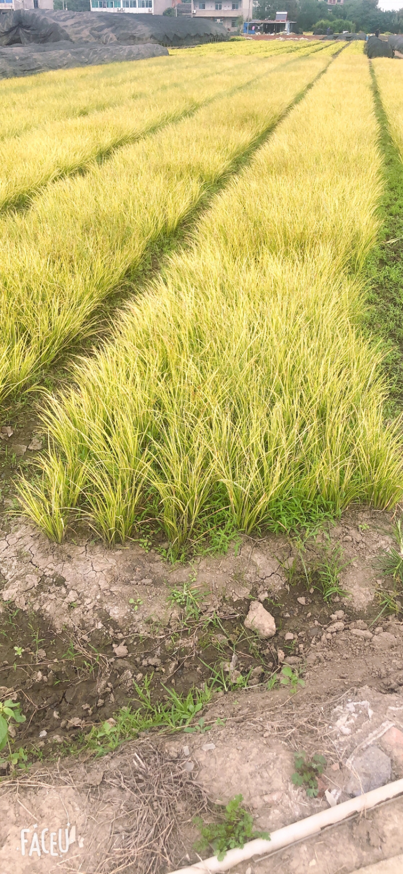 金叶石菖蒲