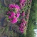 杜鹃花花瓶，杜鹃花造型