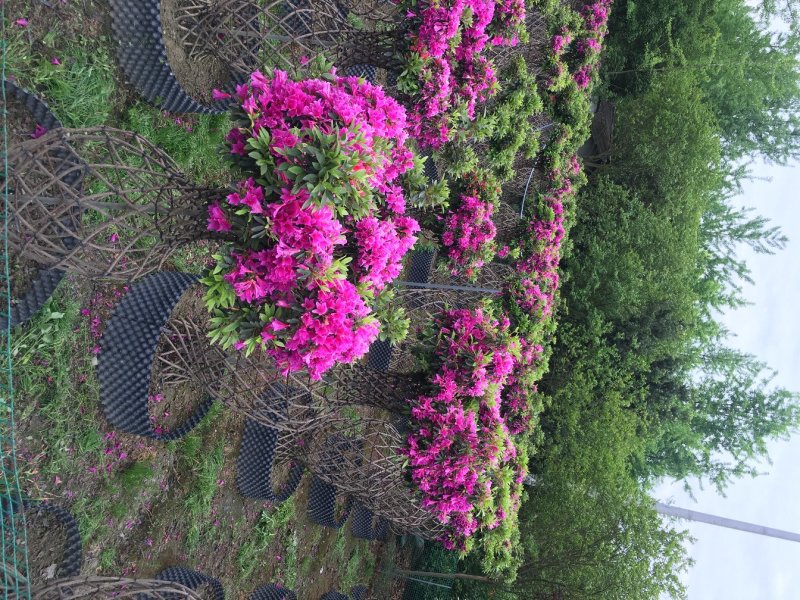 杜鹃花花瓶，杜鹃花造型