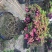 杜鹃花价格，造型杜鹃花基地