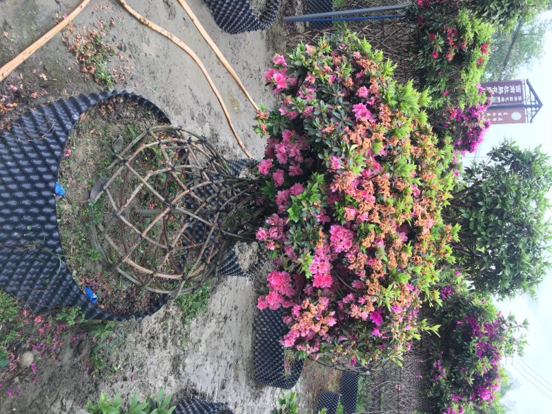 杜鹃花价格，造型杜鹃花基地