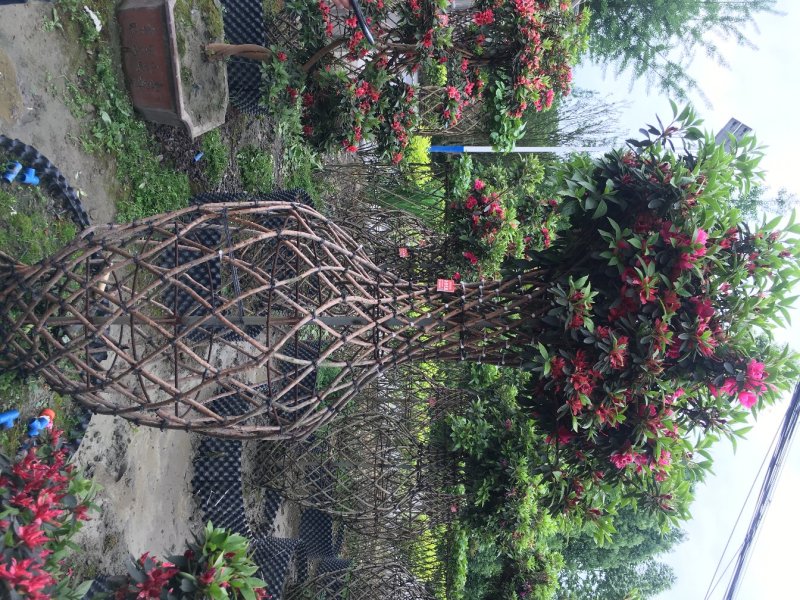 杜鹃花价格，造型杜鹃花基地