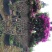 杜鹃花价格，造型杜鹃花基地