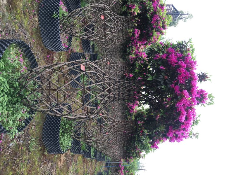 杜鹃花价格，造型杜鹃花基地