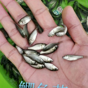 本公司直销（银鲫，中科五号鲫）