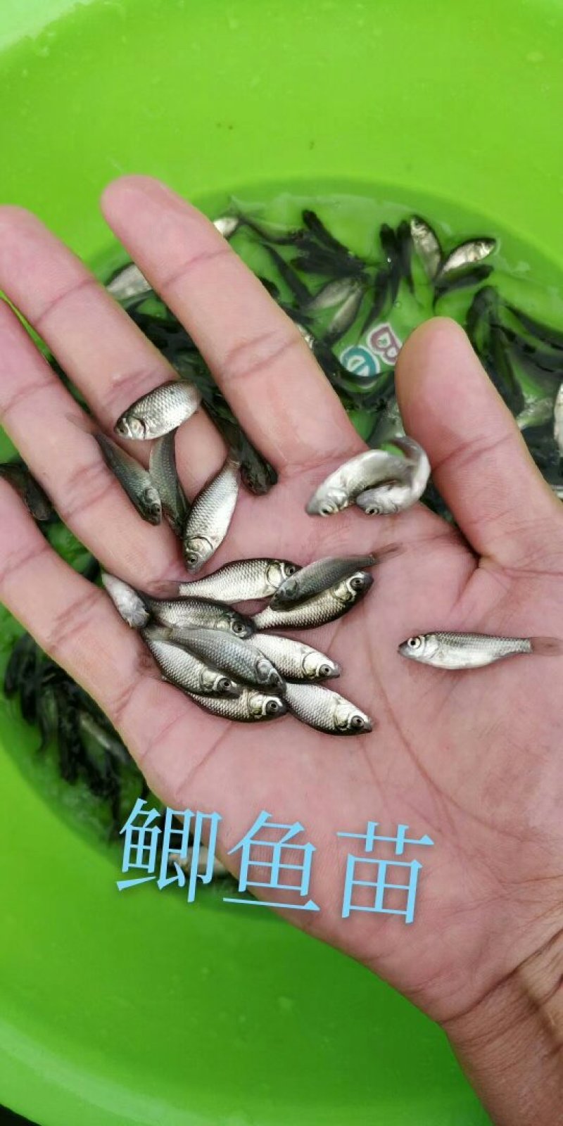 本公司直销（银鲫，中科五号鲫）