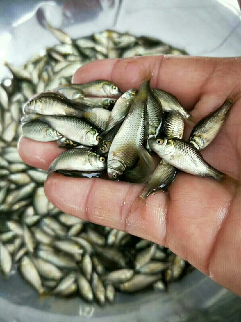 本公司直销（银鲫，中科五号鲫）