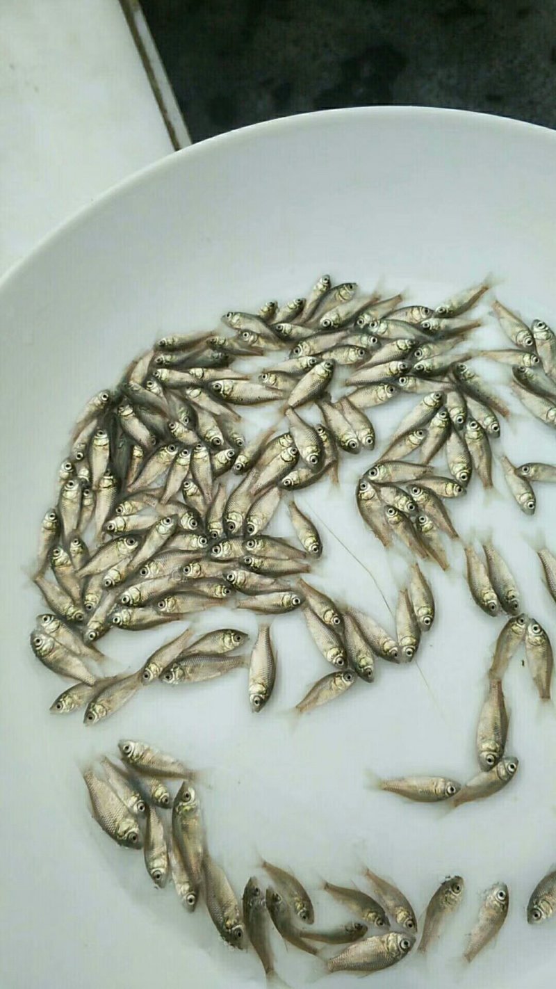 本公司直销（银鲫，中科五号鲫）