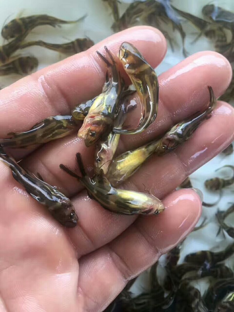 优黄3号杂交黄骨鱼苗，黄桑鱼苗