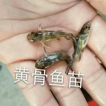 优黄3号杂交黄骨鱼苗，黄桑鱼苗