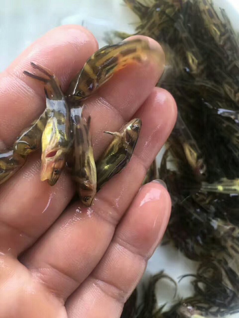 优黄3号杂交黄骨鱼苗，黄桑鱼苗