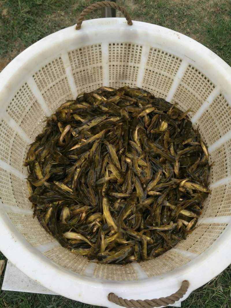 优黄3号杂交黄骨鱼苗，黄桑鱼苗