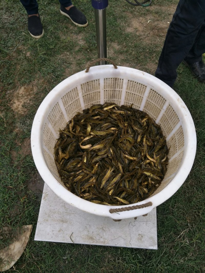 优黄3号杂交黄骨鱼苗，黄桑鱼苗