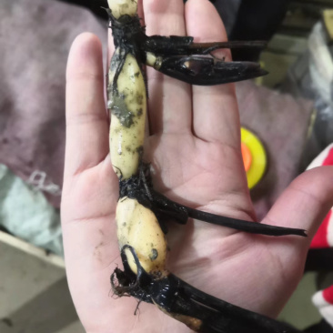 碗莲苗盆栽碗莲苗水生植物