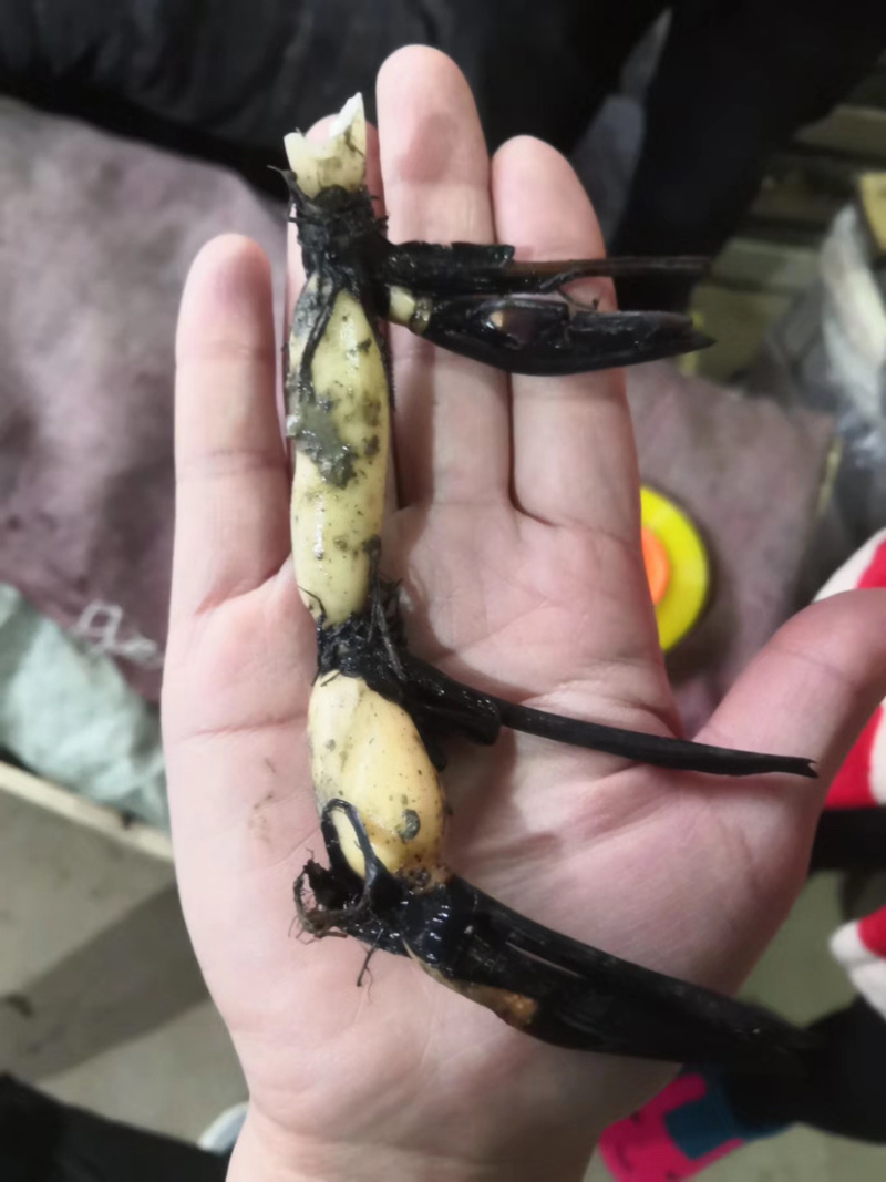 碗莲苗盆栽碗莲苗水生植物