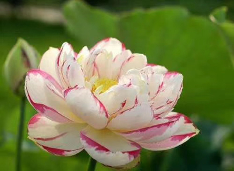 大型观赏荷花藕苗，盆栽藕苗，莲藕种苗荷花莲藕苗